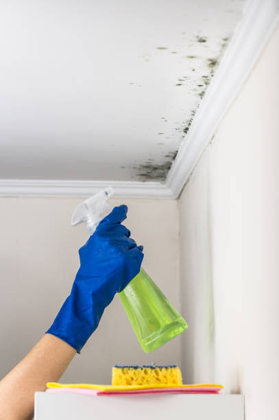 Best DIY Mold Remediation in Hartford, WI